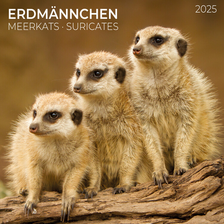 Kalendář 2025 Meerkats, 30 x 30 cm