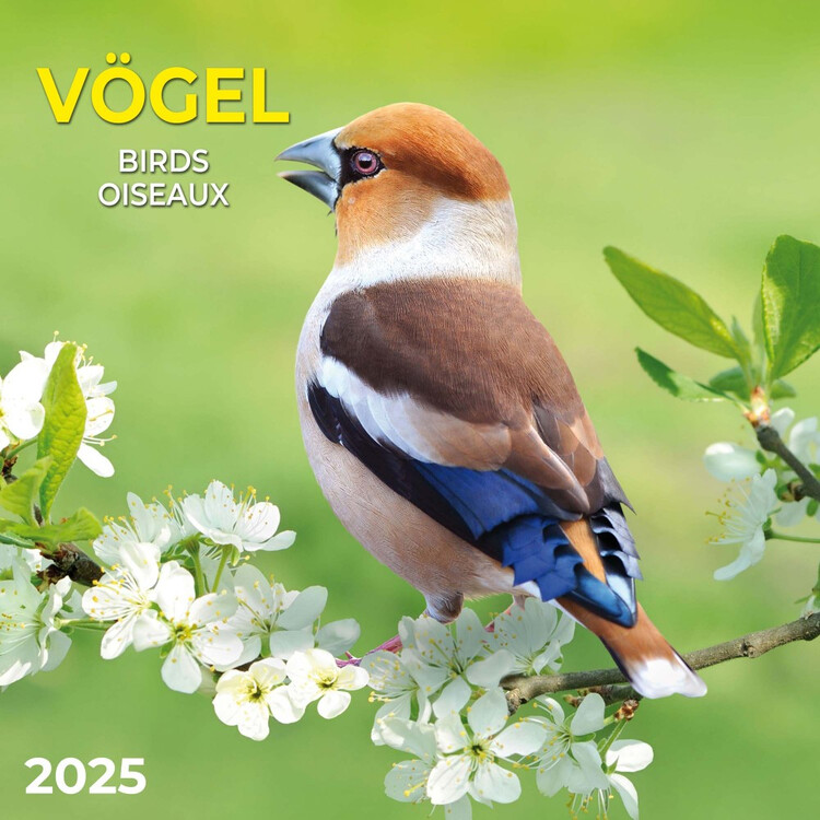 Kalendář 2025 Birds, 30 x 30 cm