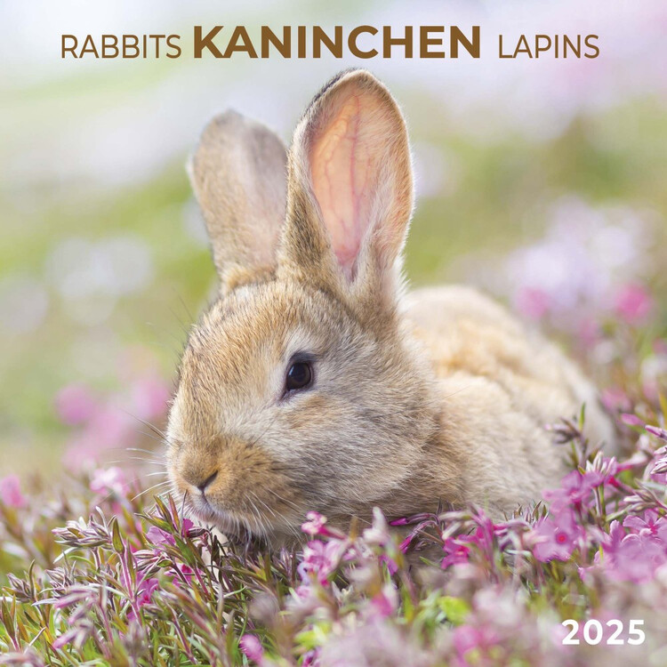 Kalendář 2025 Rabbits, 30 x 30 cm