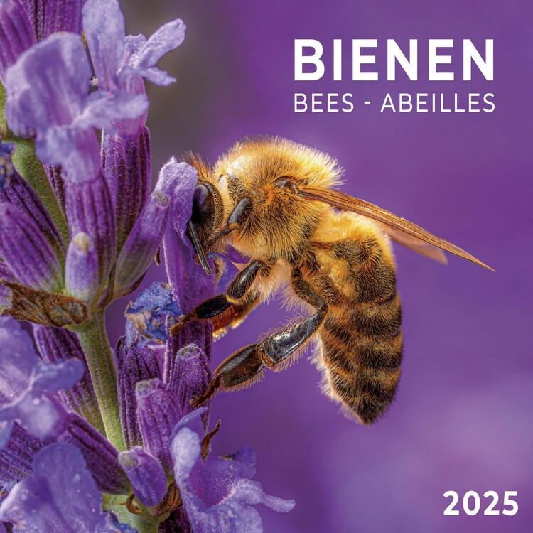 Kalendář 2025 Bees, 30 x 30 cm