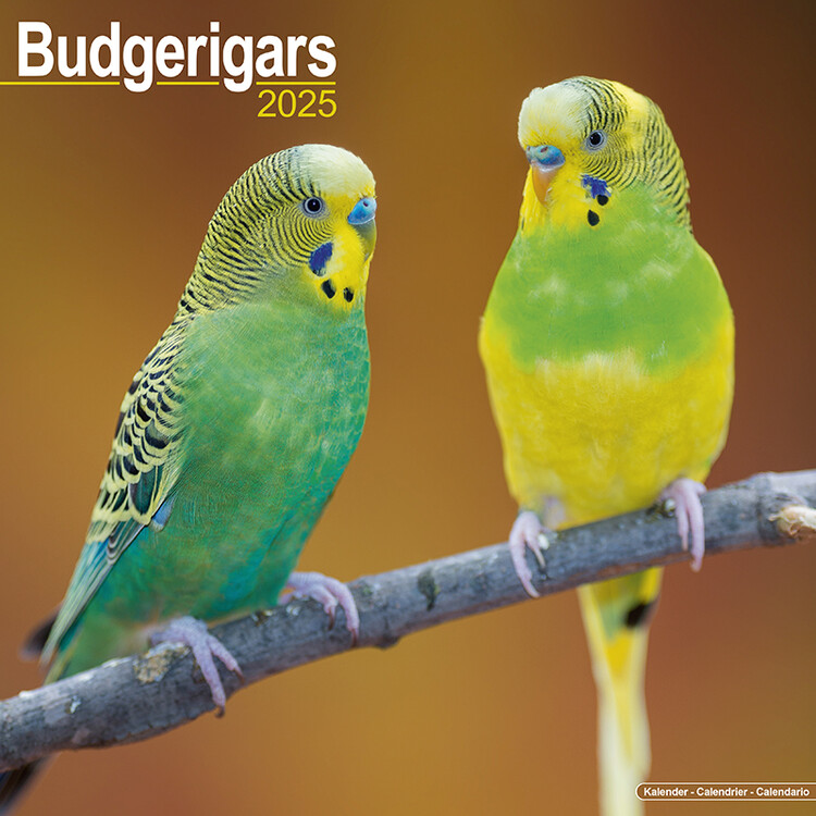 Naptár 2027 Budgerigar