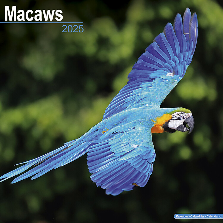 Kalendář 2027 Macaws