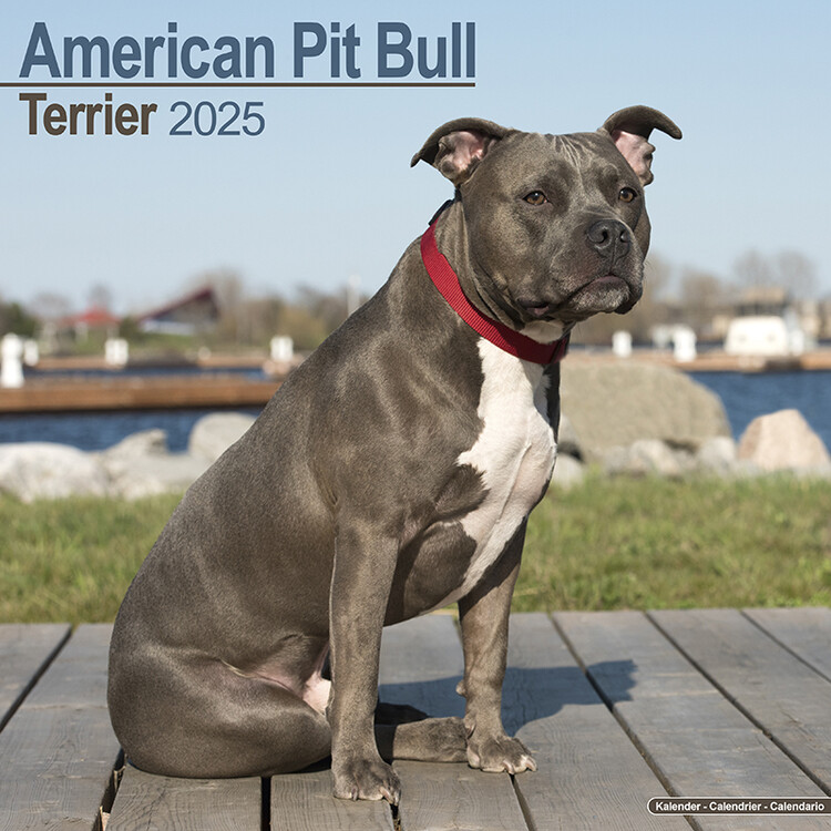 Kalendář 2025 American Pit Bull Terrier, 30,5 x 30,5 (30,5 x 61) cm