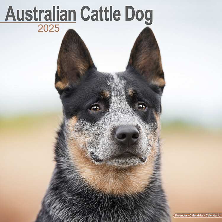 Kalendář 2025 Australian Cattle Dog, 30,5 x 30,5 (30,5 x 61) cm