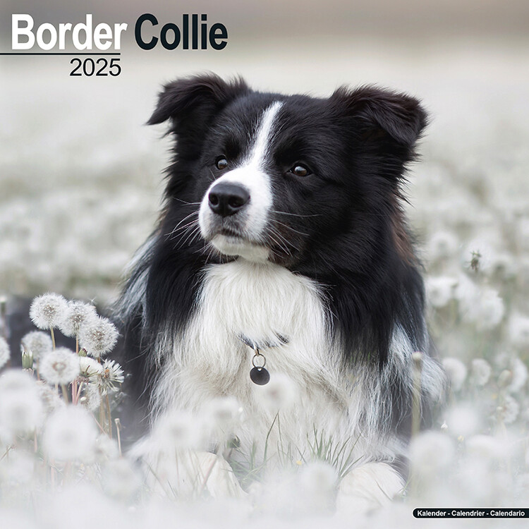 Kalendář 2025 Border Collie, 30,5 x 30,5 (30,5 x 61) cm