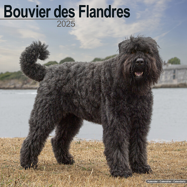 Kalendář 2025 Bouvier des Flandres, 30,5 x 30,5 (30,5 x 61) cm