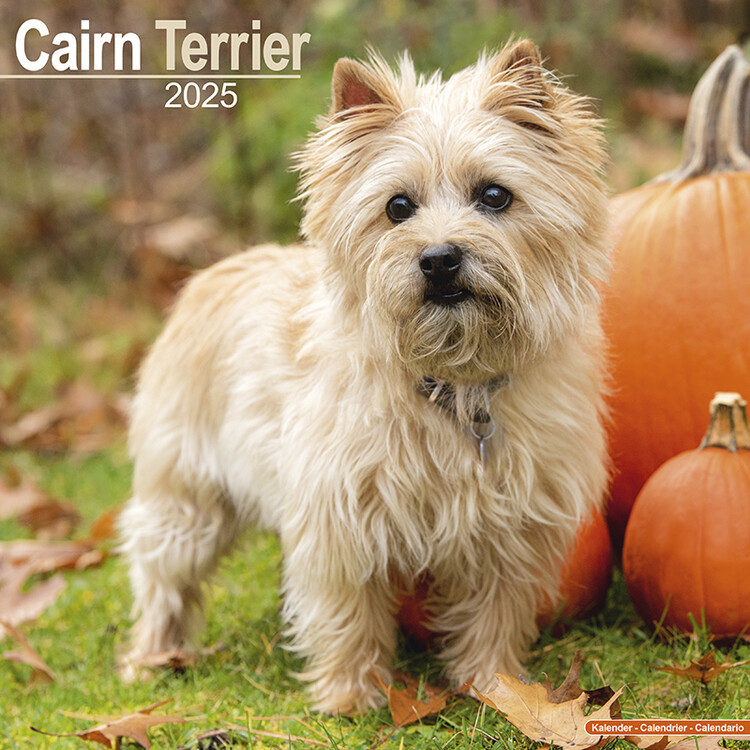 Kalendář 2025 Cairn Terrier, 30,5 x 30,5 (30,5 x 61) cm