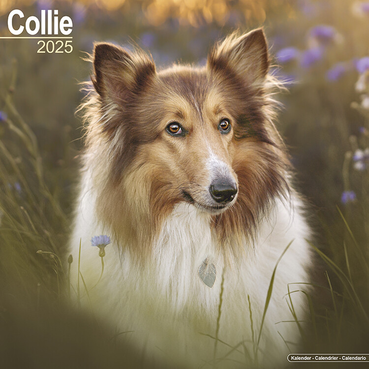 Kalendář 2025 Collie, 30,5 x 30,5 (30,5 x 61) cm