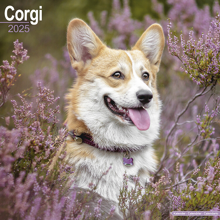Calendario 2027 Corgi