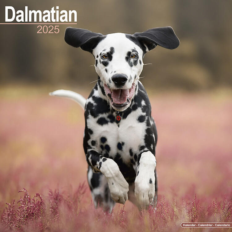 Kalendář 2025 Dalmatian, 30,5 x 30,5 (30,5 x 61) cm