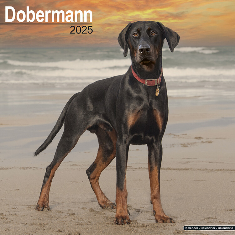 Kalendář 2025 Dobermann, 30,5 x 30,5 (30,5 x 61) cm