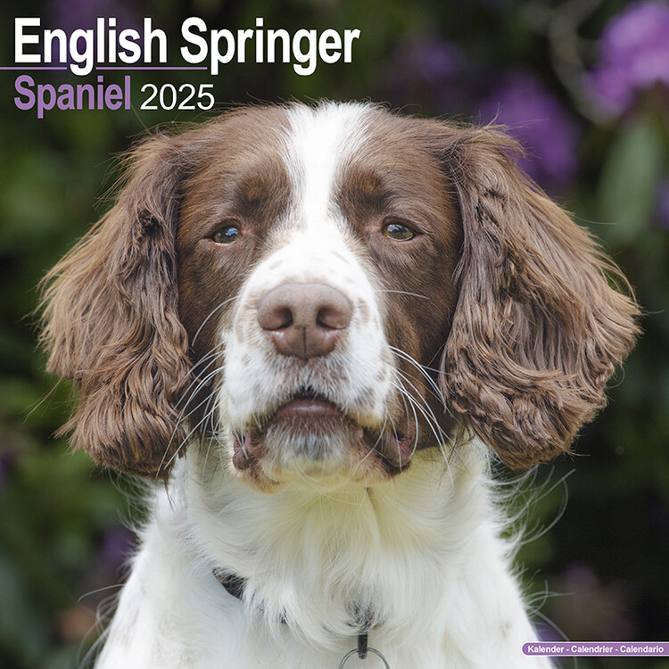 Kalendář 2025 Eng Springer Spaniel, 30,5 x 30,5 (30,5 x 61) cm