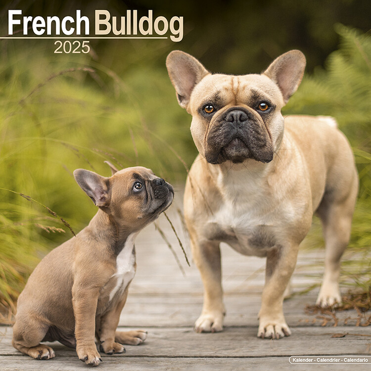 Calendario 2027 French Bulldog