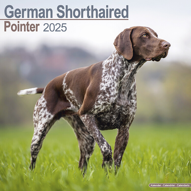 Kalendář 2025 German ShortHair Pointer, 30,5 x 30,5 (30,5 x 61) cm