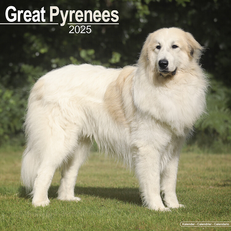 Kalendář 2025 Great Pyrenees, 30,5 x 30,5 (30,5 x 61) cm