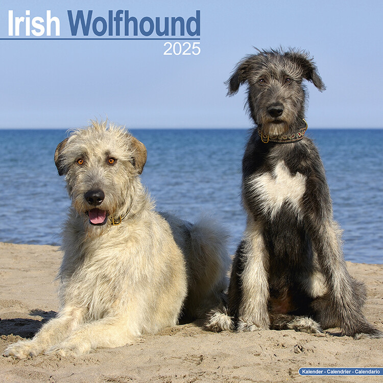 Kalendář 2025 Irish Wolfhound, 30,5 x 30,5 (30,5 x 61) cm