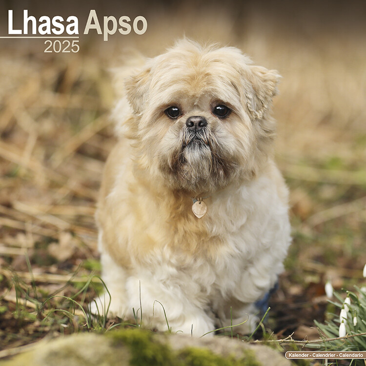 Kalendář 2025 Lhasa Apso, 30,5 x 30,5 (30,5 x 61) cm