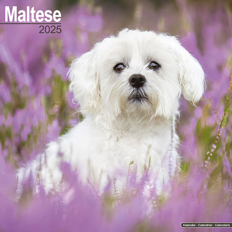 Kalender 2027 Maltese