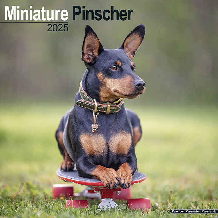 Calendario 2027 Miniature Pinscher