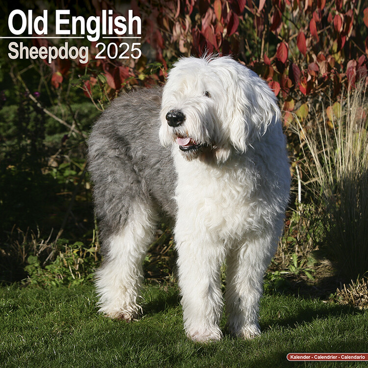 Calendario 2027 Old English Sheepdog