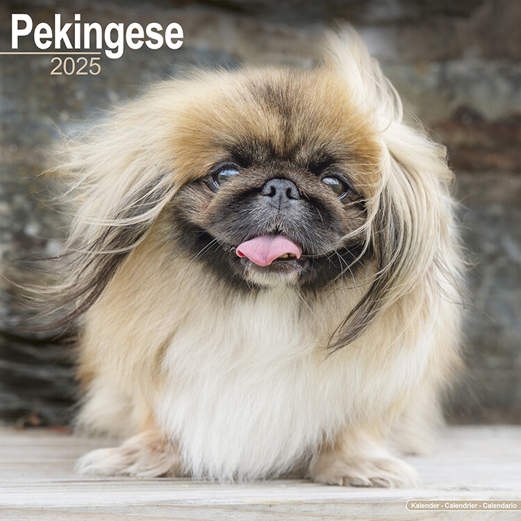 Naptár 2027 Pekingese