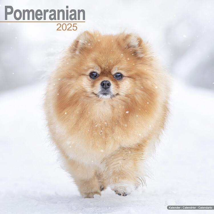 Kalender 2027 Pomeranian