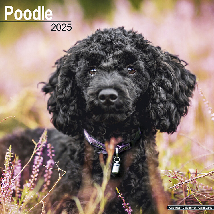 Calendario 2027 Poodle