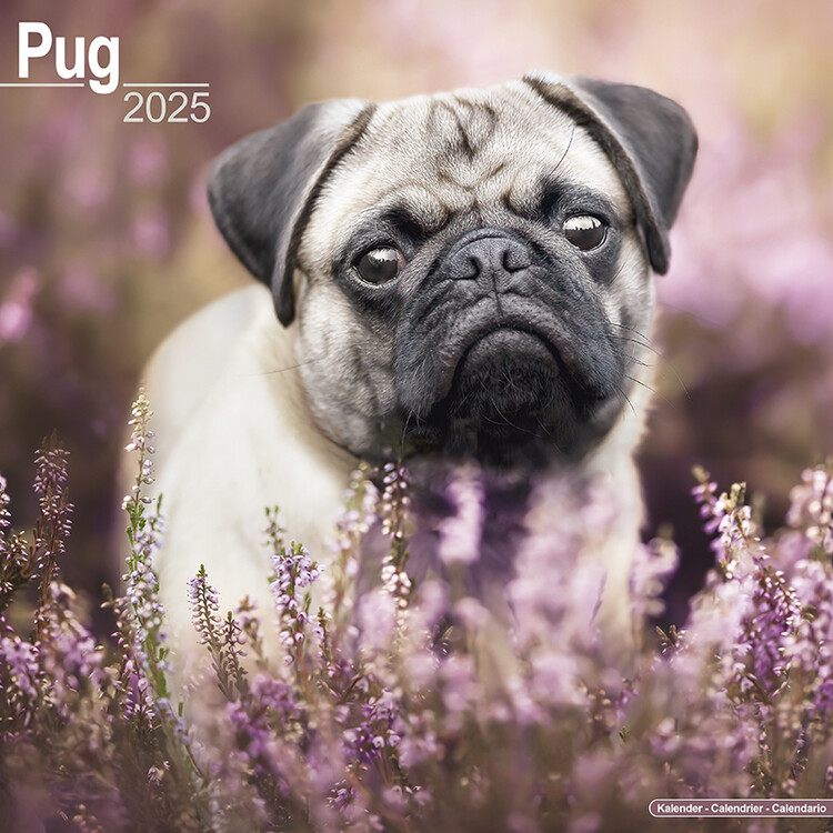 Naptár 2027 Pug