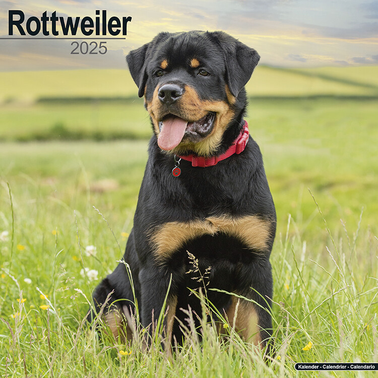 Naptár 2027 Rottweiler