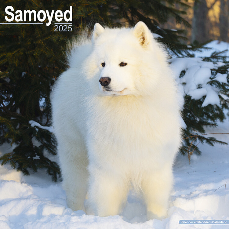 Naptár 2027 Samoyed