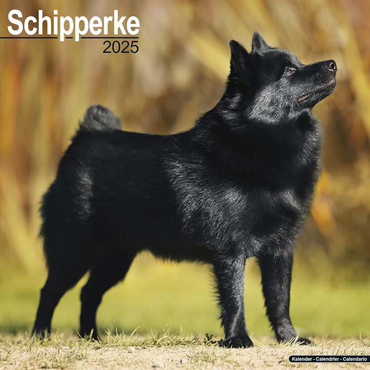 Calendario 2027 Schipperke