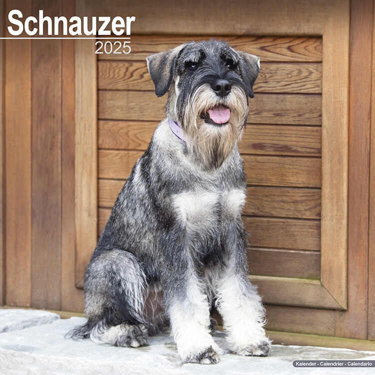 Naptár 2027 Schnauzer