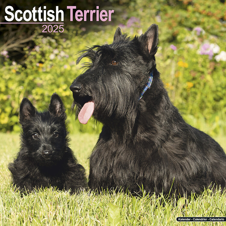 Kalendář 2025 Scottish Terrier, 30,5 x 30,5 (30,5 x 61) cm