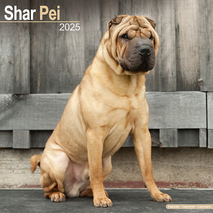 Naptár 2027 Shar Pei