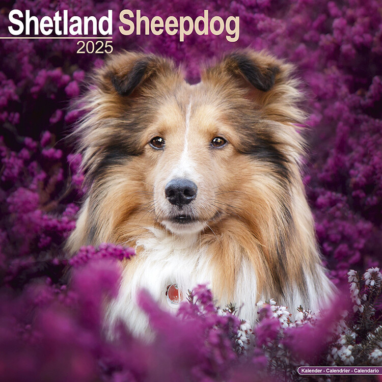 Kalender 2027 Shetland Sheepdog