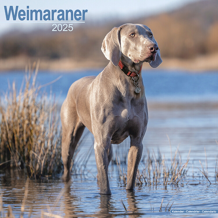 Naptár 2027 Weimaraner