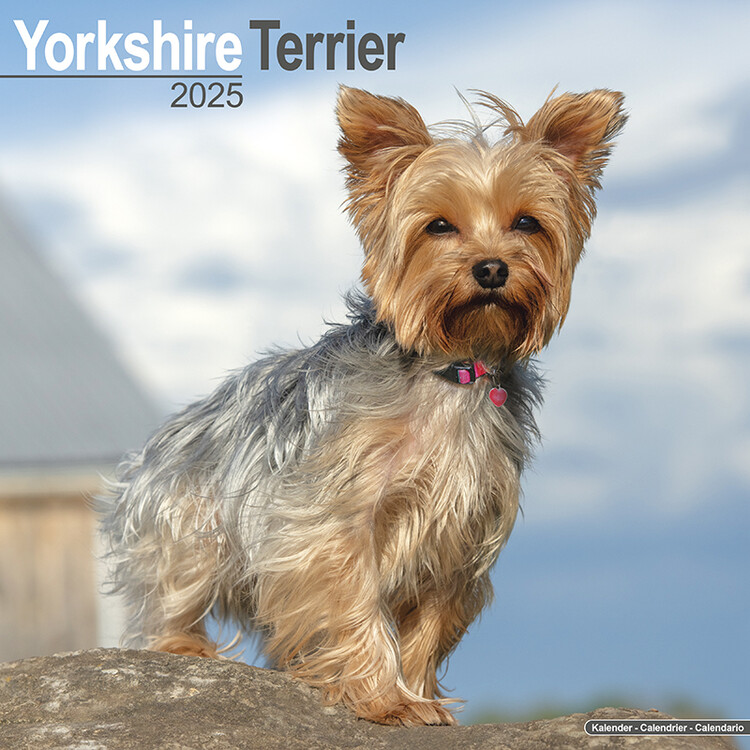 Kalendář 2025 Yorkshire Terrier, 30,5 x 30,5 (30,5 x 61) cm