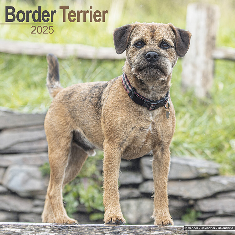Naptár 2027 Border Terrier