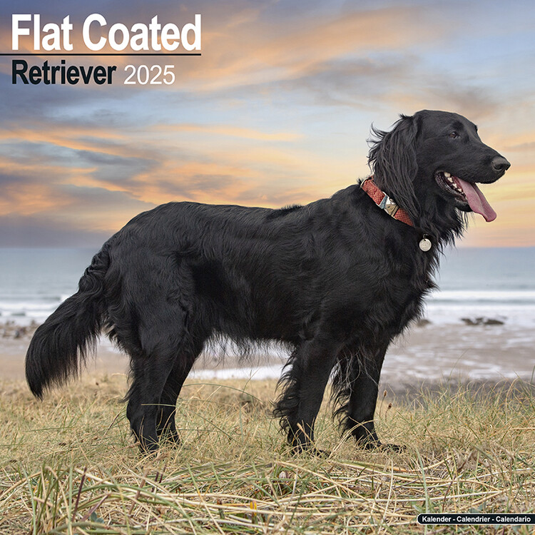 Naptár 2027 Flatcoated Retriever
