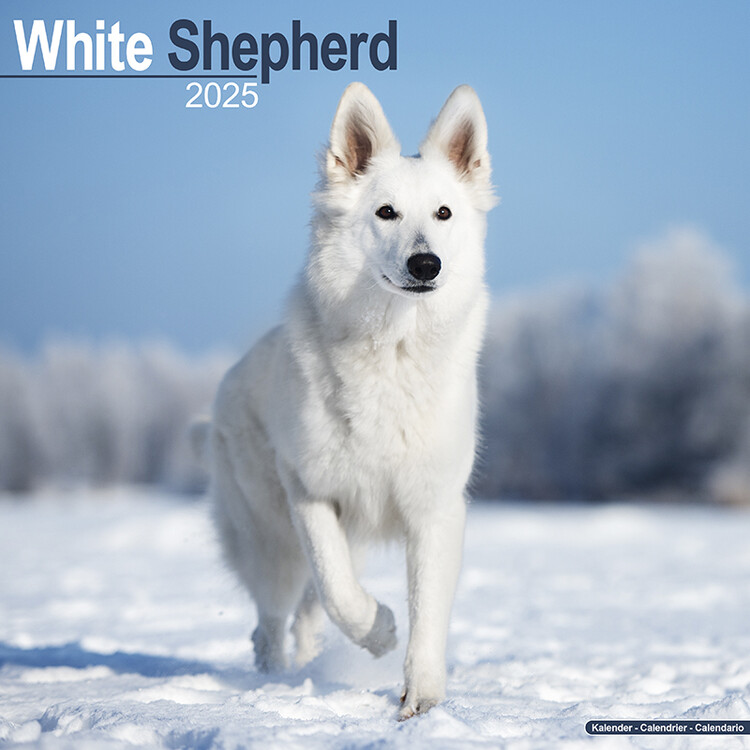 Naptár 2027 White Shepherd