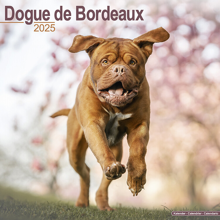 Kalendář 2025 Dogue de Bordeaux, 30,5 x 30,5 (30,5 x 61) cm