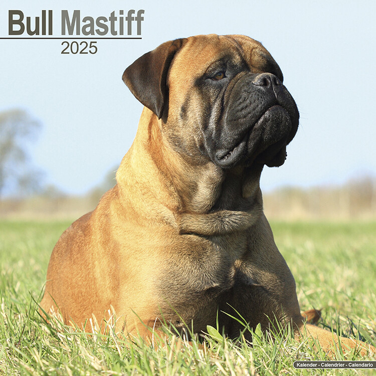 Calendario 2027 Bull Mastiff