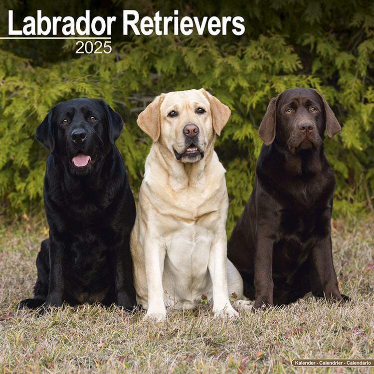 Naptár 2027 Labrador Ret