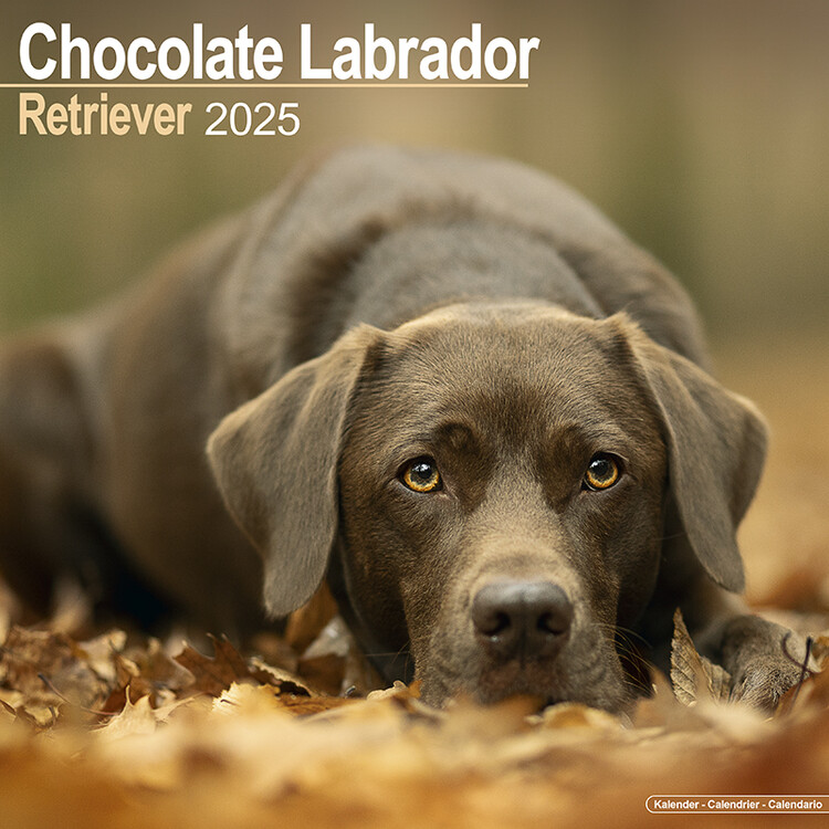 Naptár 2027 Labrador Retriever