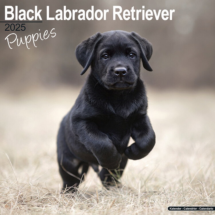 Calendario 2027 Black Labrador Puppies