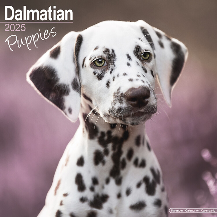 Kalender 2027 Dalmatian Puppies