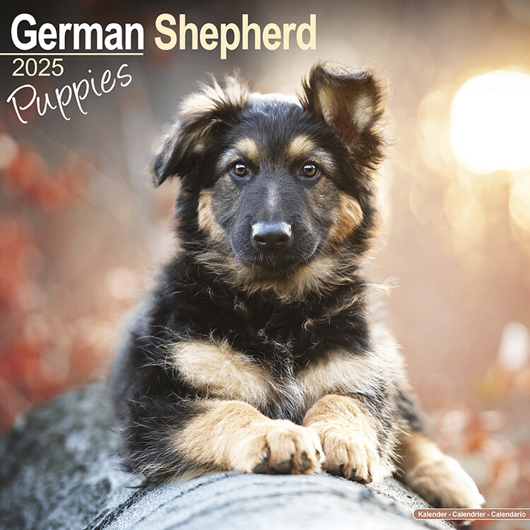Calendario 2027 German Shepherd Puppies