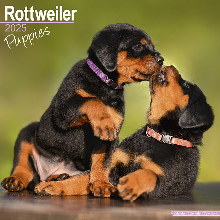 Calendario 2027 Rottweiler Puppies