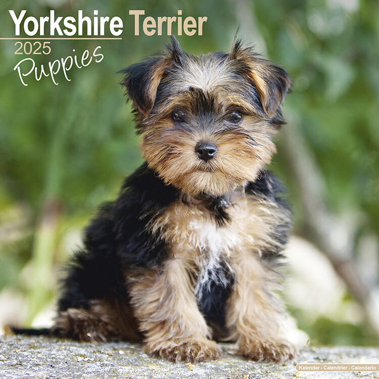 Calendario 2027 Yorkshire Terrier Puppies