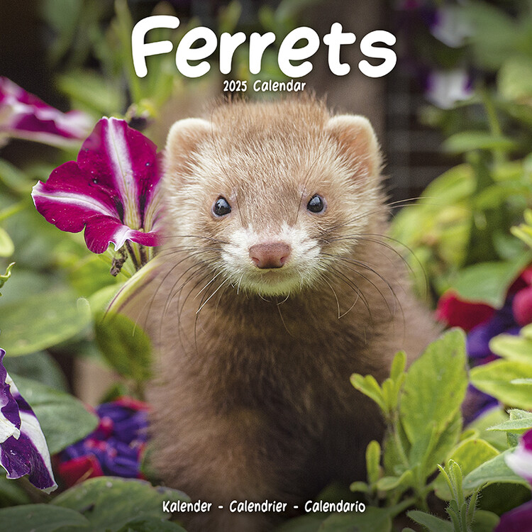 Calendario 2027 Ferrets